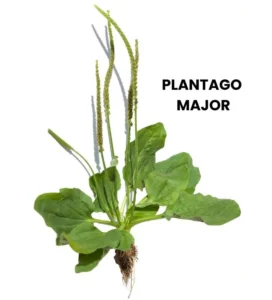 PLANTAGO MAJOR