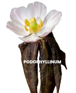 PODOPHYLLINUM