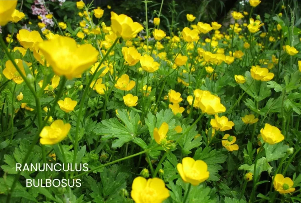 RANUNCULUS BULBOSUS