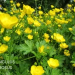 RANUNCULUS BULBOSUS