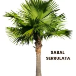 SABAL SERRULATA