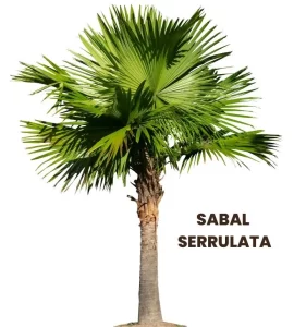 SABAL SERRULATA