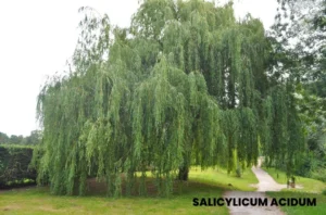 SALICYLICUM ACIDUM