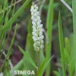 SENEGA