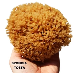 SPONGIA TOSTA