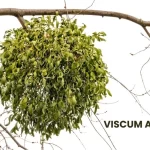 VISCUM ALBUM