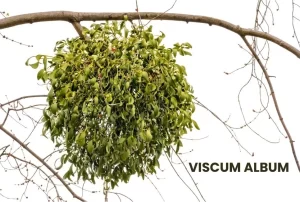 VISCUM ALBUM