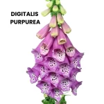 DIGITALIS PURPUREA