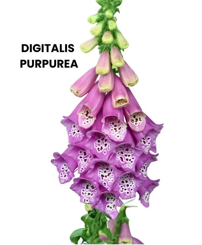 DIGITALIS PURPUREA