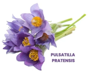 PULSATILLA PRATENSIS